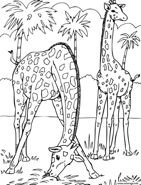 Coloriage 2 Girafes Dans La Savane Dessin Girafe à Imprimer