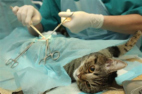When Should You Spay Or Neuter Your Cat Petsoid