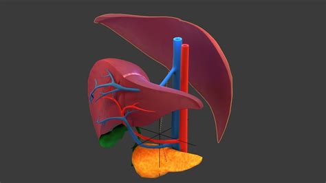 Liver Human Anatomy Cross Section 3d Model Turbosquid 1356005