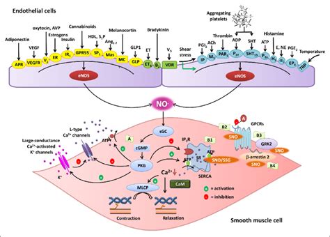 Regulation Of Vascular Tone By Endothelium Derived Nitric Oxide No Download Scientific