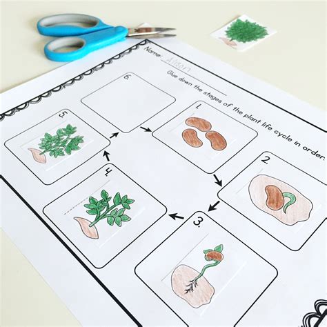 Plant Life Cycle Sequencing Activity Comes From A Complete Unit On