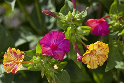 Plus, the blossoms of some varieties are streaked, splashed along with its multicolored flowers, four o'clock features more than one foliage color. How to Grow Four O'Clock Flowers