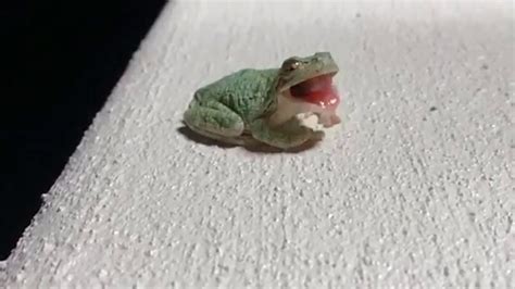 Frog Eating Slow Motion Youtube