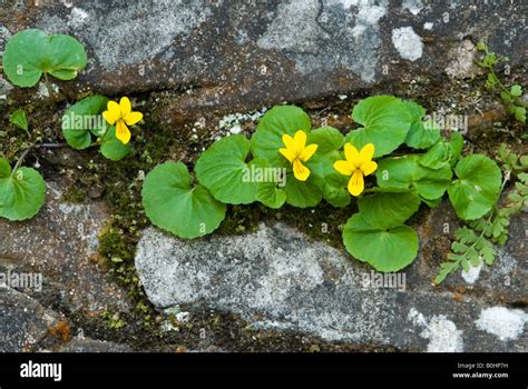 Twoflower Violet Viola Biflora Lake Karersee South Tyrol Italy