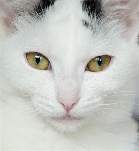 Beautiful White Cat With Black Ears Close Up Cat Portrait Stock Image
