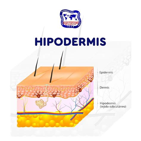 Hipodermis