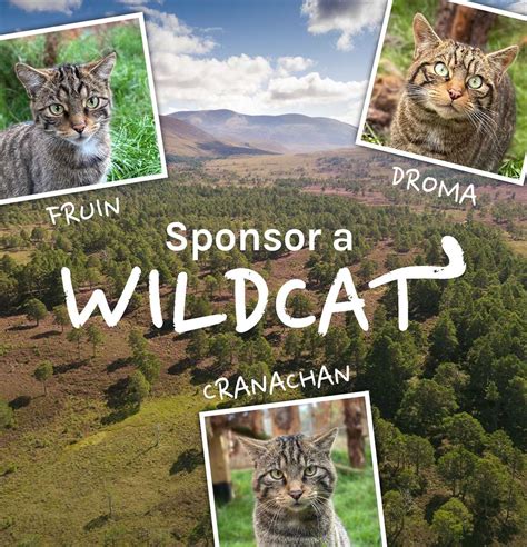 Scottish Wildcat Kittens To Be Released Into The Cairngorms With