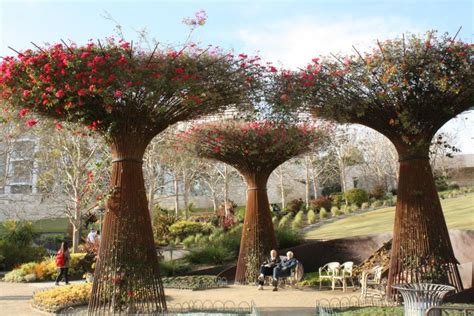 It is native to eastern south america, found from brazil, west to peru. Bougainvillea trellis | Getty center, Trellis ...