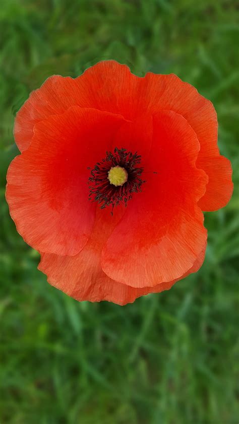 2k Free Download Red Poppy Flower Hd Phone Wallpaper Peakpx