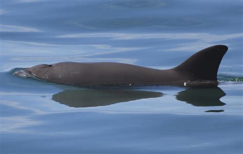 Vaquita Whale And Dolphin Conservation Australia