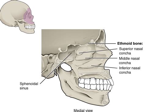 Nasal Cavity Anatomy Coronal / Rhabdomyosarcoma of the nasal cavity