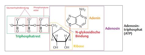 Čech, čeština, katolík, blízký východ, česká republika, evropská unie, ladovy postavy, ladovské postavy atp. Adenosintriphosphat (ATP) - Energieeinheit des Lebens