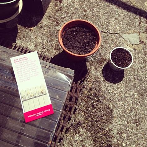Planting My First Wahaka Chilli Seeds Lets See How They