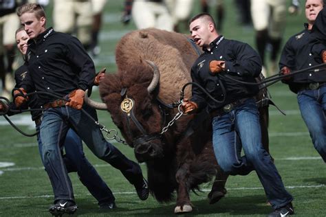 Colorados Live Mascot Ralphie V To Retire The Seattle Times