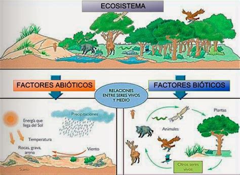 Un Dibujo De Un Ecosistema Con Los Elementos Bióticos Y Abióticos