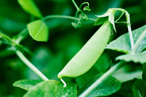 How To Grow Peas