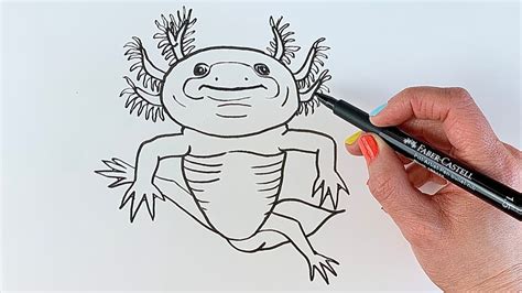 How To Draw An Axolotl Salamander Youtube