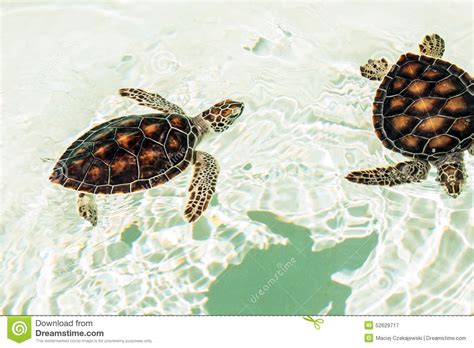 Cute Endangered Baby Turtles Stock Photo Image 52629717