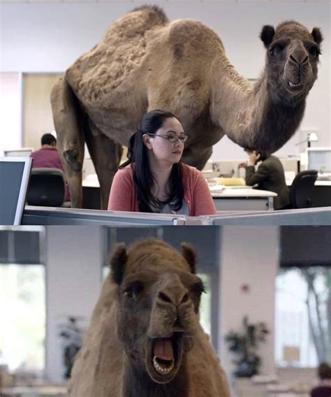 Check spelling or type a new query. Hump Day Camel Meme Images - Food Ideas
