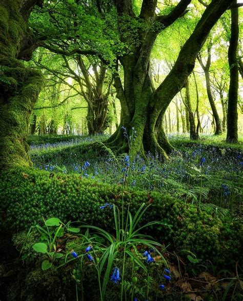 Fairytale Forest Scotland Enchanted Tree Beautiful Nature Landscape