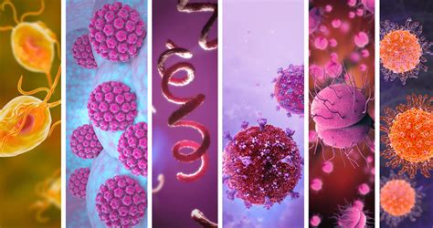 Conozca Los 7 Patógenos Comunes En Las Infecciones De Transmisión