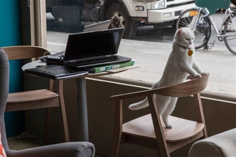 Hours may change under current circumstances PurinaOne Opens First Pop Up Cat Cafe In New York City ...