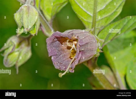 Deadly Nightshade Flower Atropa Belladonna Stock Photo Alamy