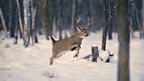 44 Free Wallpapers Deer In Snow Wallpapersafari