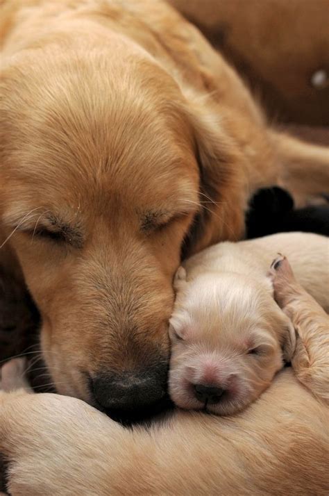 15 Heart Melting Mom And Pup Portraits Puppies Cute Animals Dogs