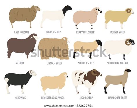Sheep Breed Isolated Icon Set Farm Stock Vector Royalty Free 523629751