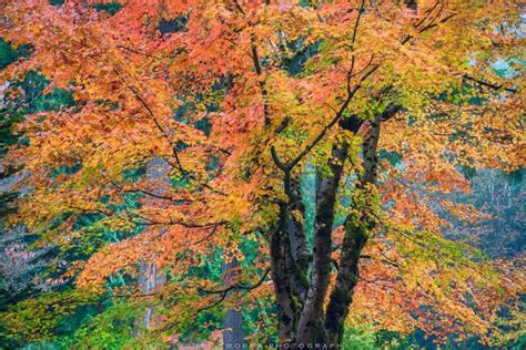 Tree Photography Fine Art Prints For Sale Scott Smorra