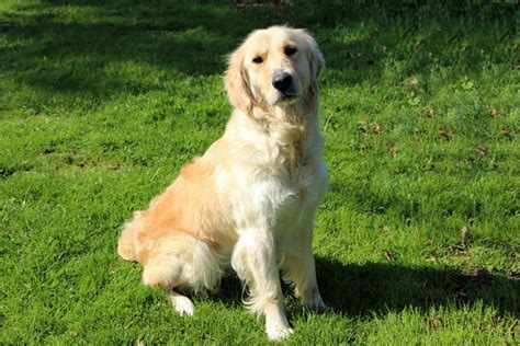 Adopt A Dog Holly Golden Retriever Dogs Trust Dogs Golden