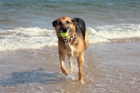 Is lymphoma painful in dogs? What Is the Life Expectancy of Dogs With Cushing's Disease?