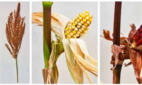 Unraveling Of 58 Year Old Corn Gene Mystery May Have Plant Breeding