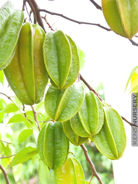 Picked fresh from our organic florida starfruit tree includes emeritus gardens data sheet on nutrient values of starfruit. Sweet Star Fruit Tree Averrhoa Carambola - Kens-Nursery