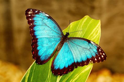 Blue Morpho Butterfly Morpho Butterfly Butterfly Pictures