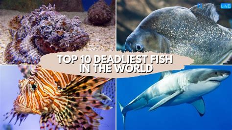 Top 10 Deadliest Fish In The World 2023 You Should Be Very Careful News