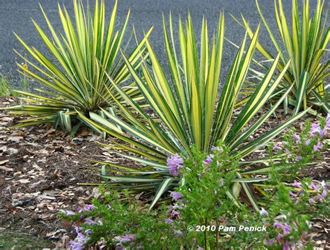 Wait, wait for me to set you free wait, wait for me to set you. Deer resistant Bloom Day & Foliage Follow Up | Digging