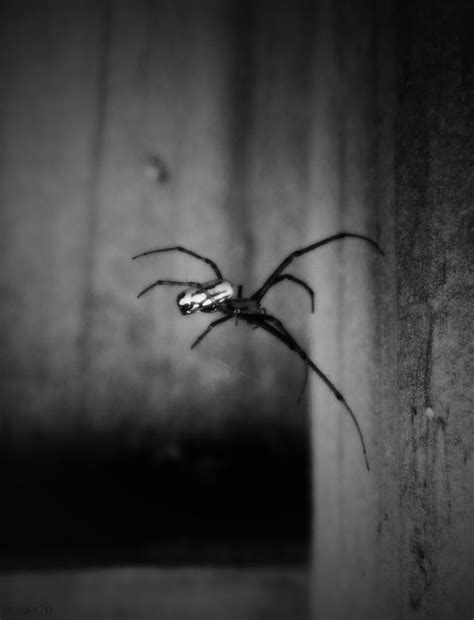 Spooky Spider Photograph By Ryan Brasier Fine Art America