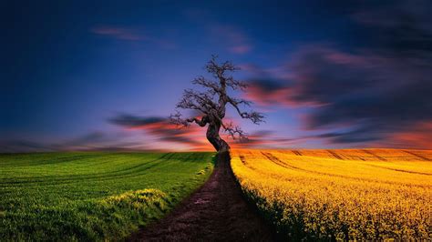 Hd Wallpaper Rapeseed Color Path Lonely Tree Rural Area Evening