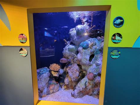 Adventure Aquarium Reef Fish Zoochat
