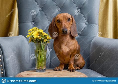 Hunting Dog Dachshund Sits In A Cozy Chair With A Bouquet Of Yellow