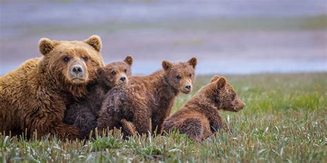 Buy Wildlife Photography Of A Mother Coastal Brown Bear And Her Three