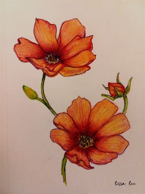 Pencil Colour Drawing Flower Pencil Drawings Of Flowers Color Pencil