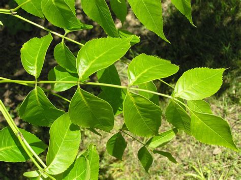 How To Grow And Care For The Blue Ash