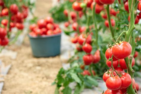 How To Grow Tomatoes In Florida Read Gardens