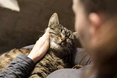 A cat in heat has an increased appetite and restlessness. How Can I Tell If My Cat Is Pregnant?