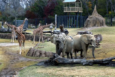 Dallas Zoo First Zoo In North America To Mix Elephants With Hoofed