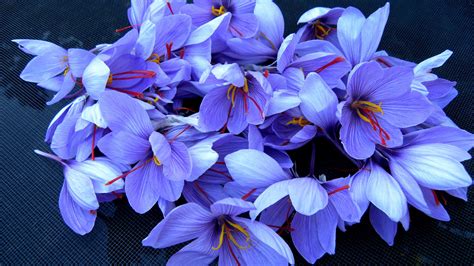 Wallpaper Saffron 4k Hd Wallpaper Flowers Spring Nature 427