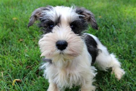 Parti Miniature Schnauzer Puppies For Sale Top Breeder 2023